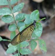 Слика од Acraea alciope Hewitson 1852