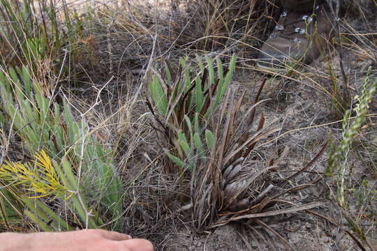 Image of Protea aspera Phillips