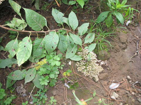 Plancia ëd Archibaccharis asperifolia (Benth.) Blake