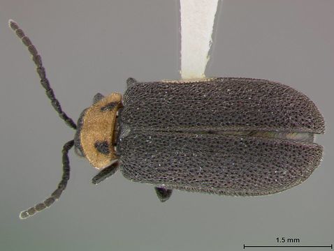 Image of <i>Ophraea maculicollis</i> Blake