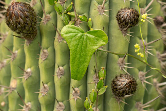 Dioscorea aristolochiifolia Poepp.的圖片