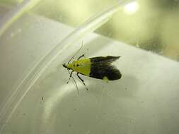 Image of Oecophora bractella Linnaeus 1758