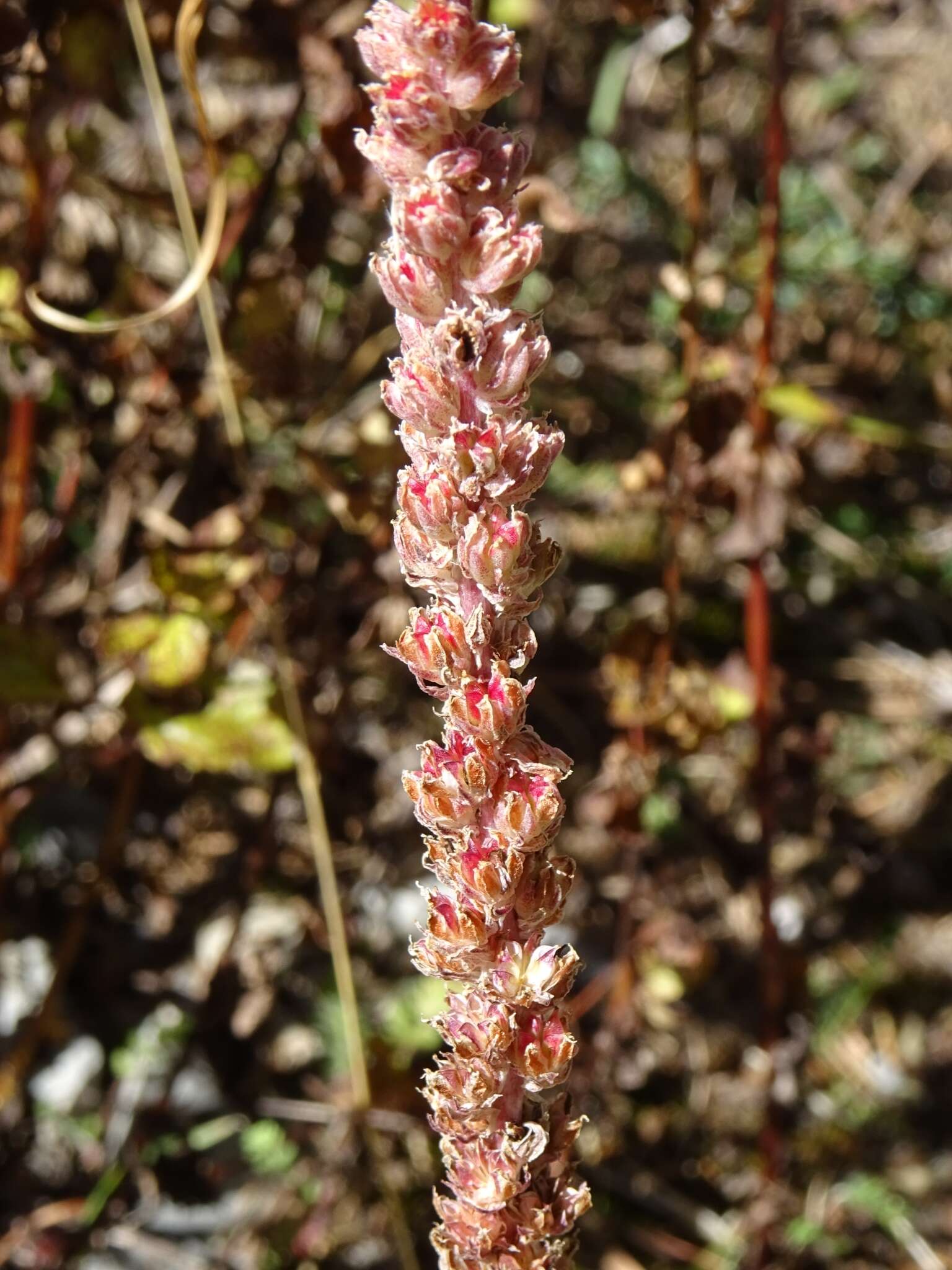 Image of Villadia aristata R. Moran