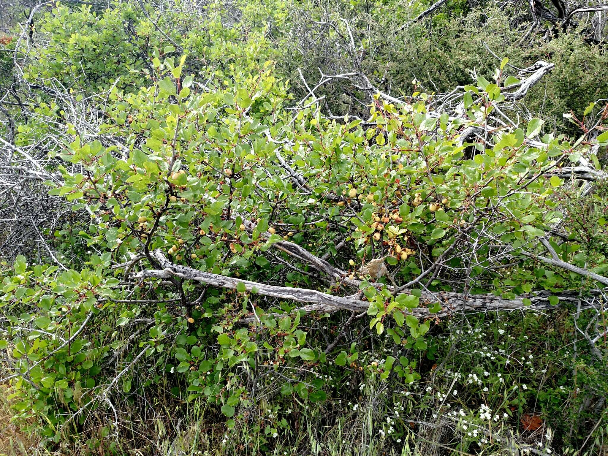 Image de Prunus subcordata Benth.