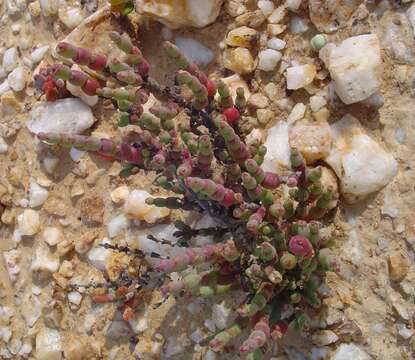 Слика од Salicornia xerophila (Toelken) Piirainen & G. Kadereit