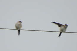 Image of Striated Swallow