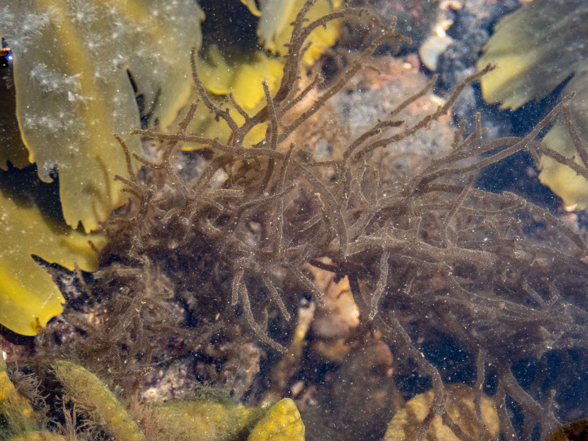 Image of Mesogloia vermiculata