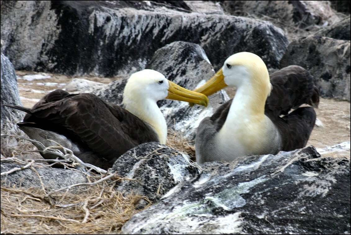 Image of Waved Albatross