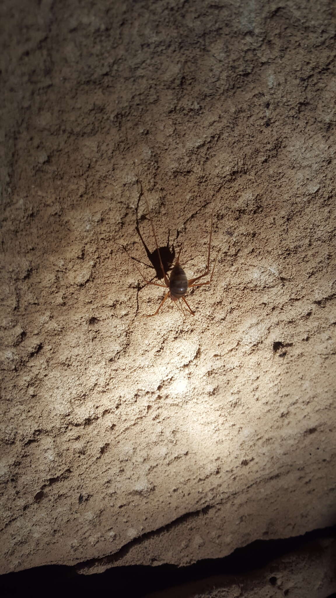 Image of Common Cave Cricket