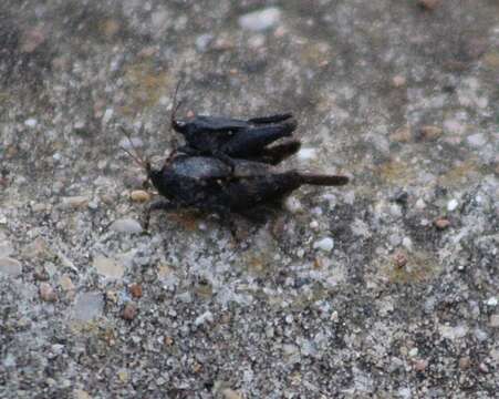 Image of Black-sided Pygmy Grasshopper