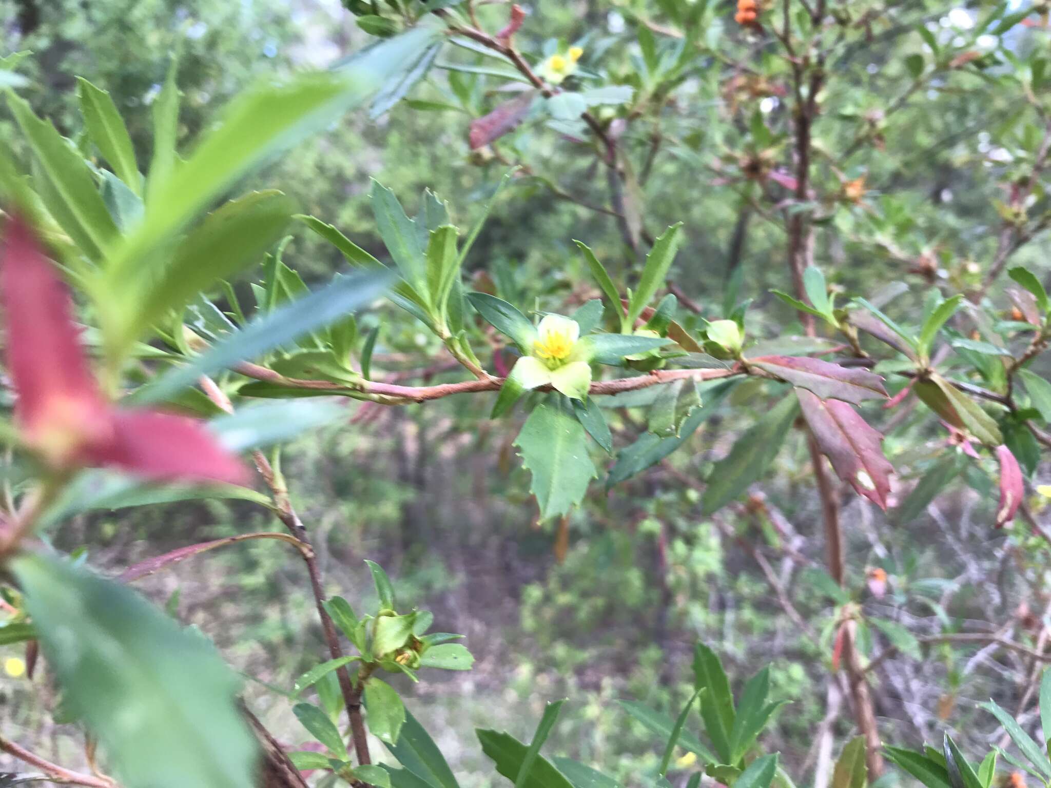 Image of Hibbertia cuneiformis (Labill.) Smith