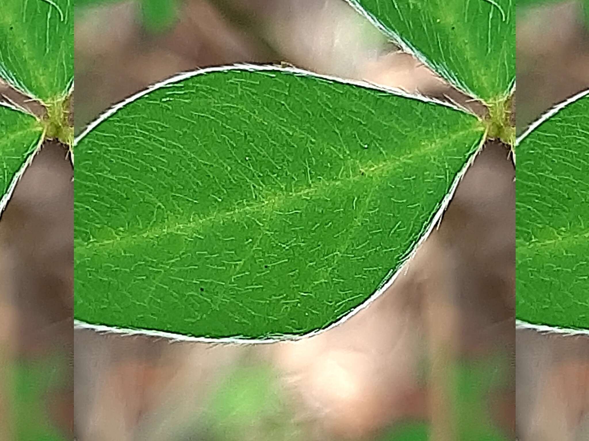 Слика од Argyrolobium tomentosum (Andrews) Druce