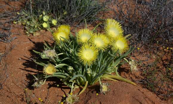 Imagem de Conicosia elongata (Haw.) Schwant.