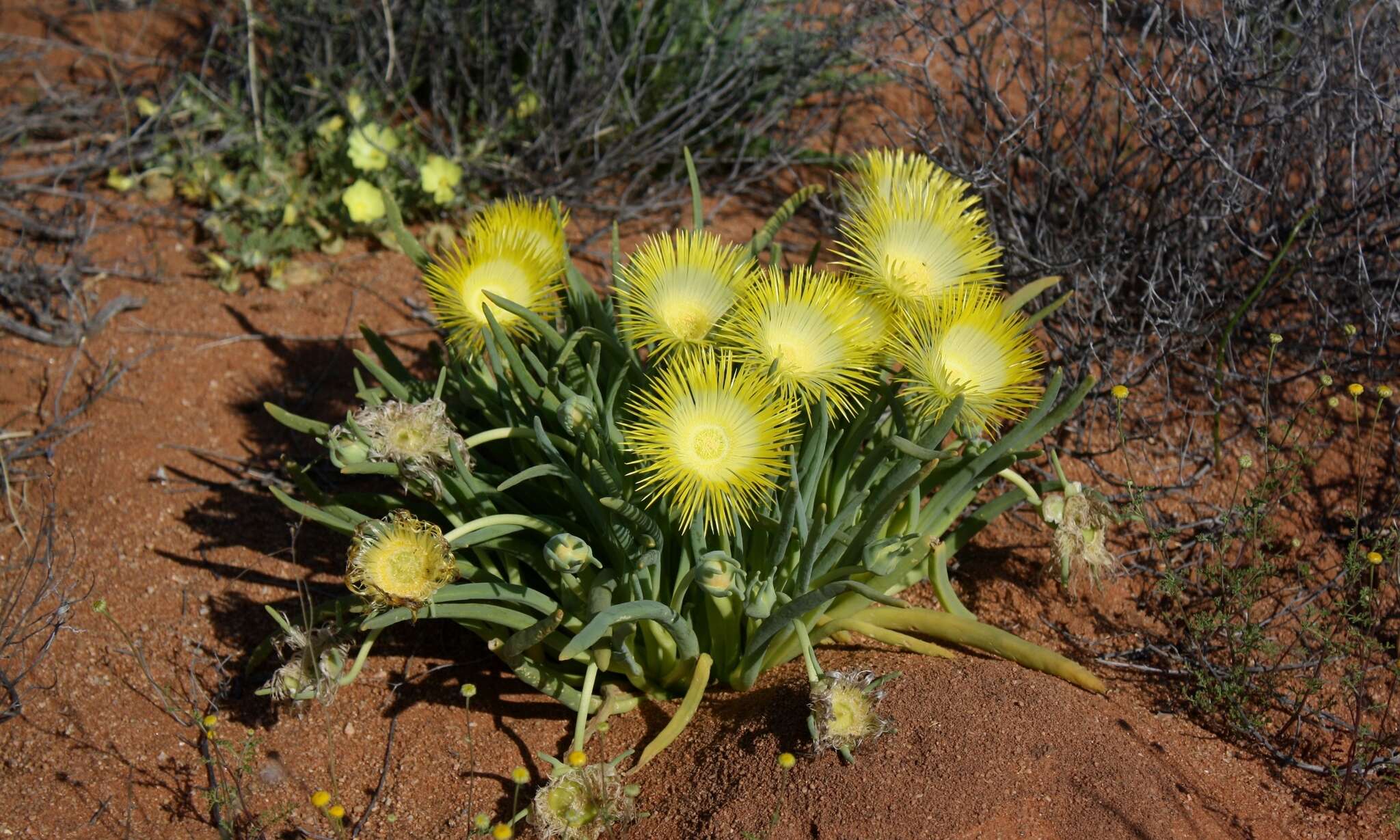 Image of Conicosia elongata (Haw.) Schwant.