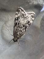 Eudonia truncicolella Stainton 1849的圖片