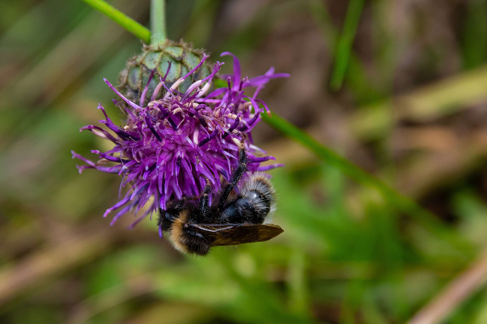 Image of Bombus quadricolor (Lepeletier 1832)