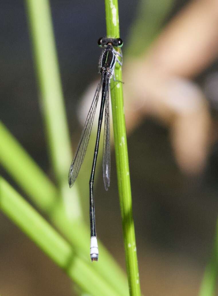 Image of Apanisagrion lais (Selys 1876)