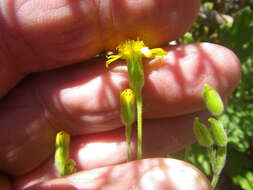 Image of Senecio hastatus L.