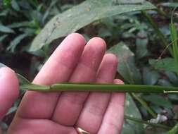 Image of Philodendron oblongum (Vell.) Kunth