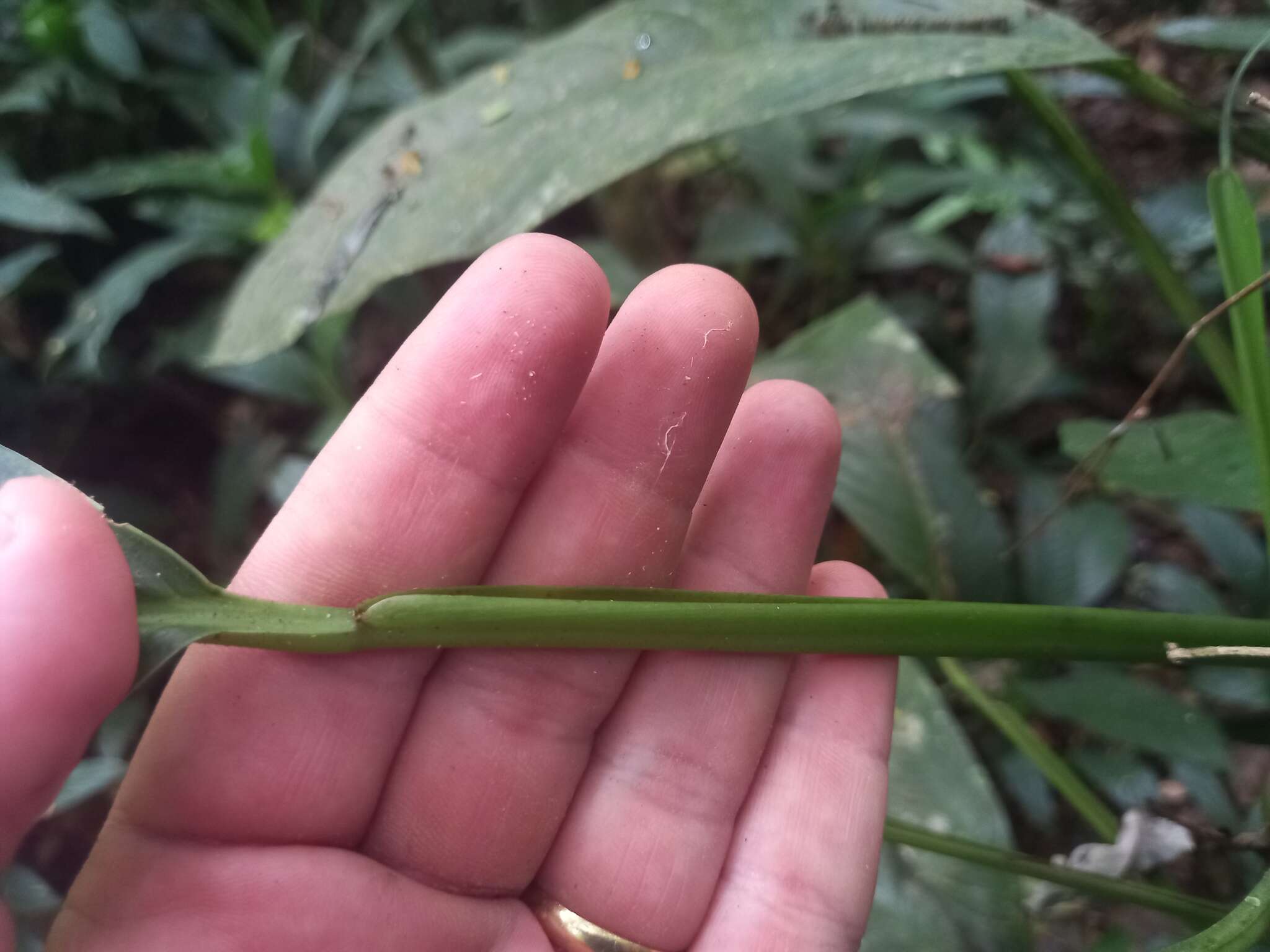 Image of Philodendron oblongum (Vell.) Kunth