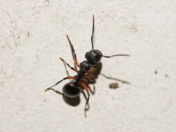 Image de Polyrhachis femorata Smith 1858