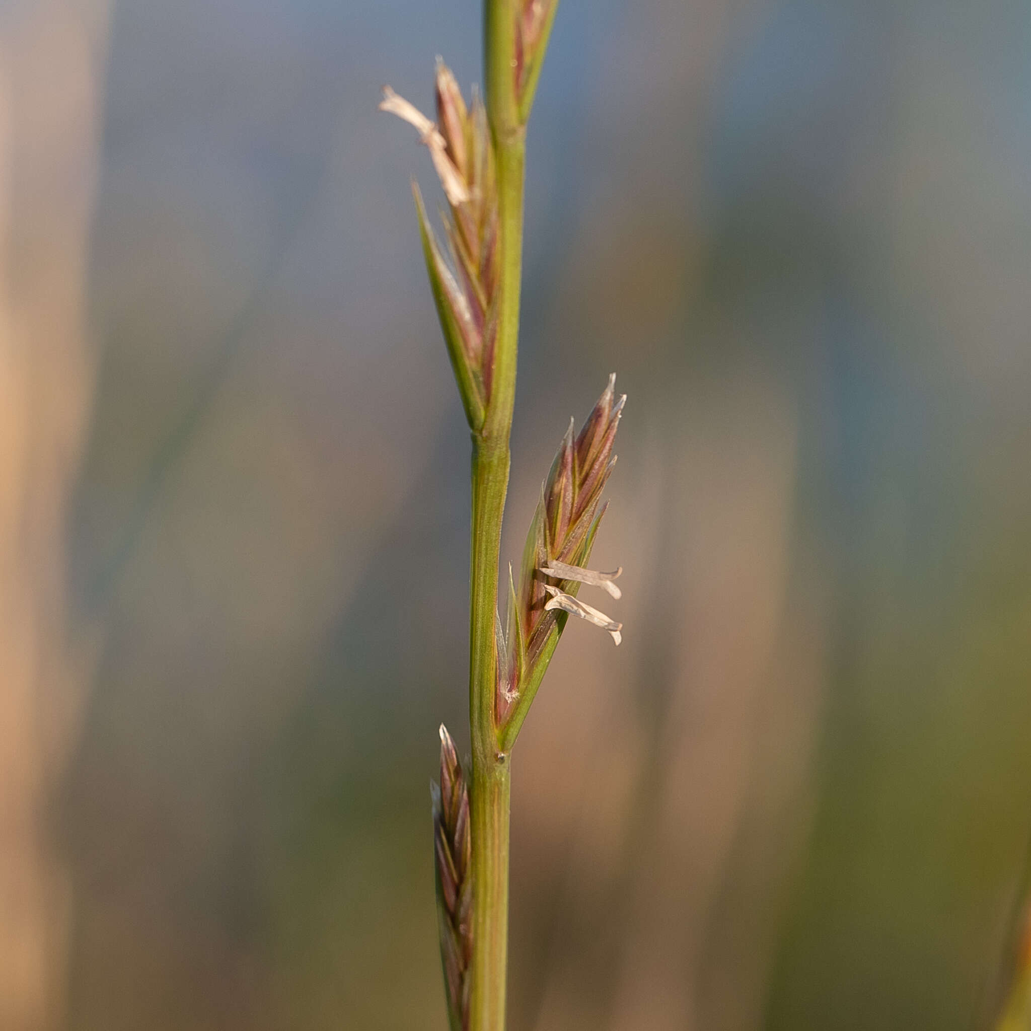 Image of Wimmera ryegrass