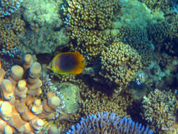 Image of Golden Butterflyfish