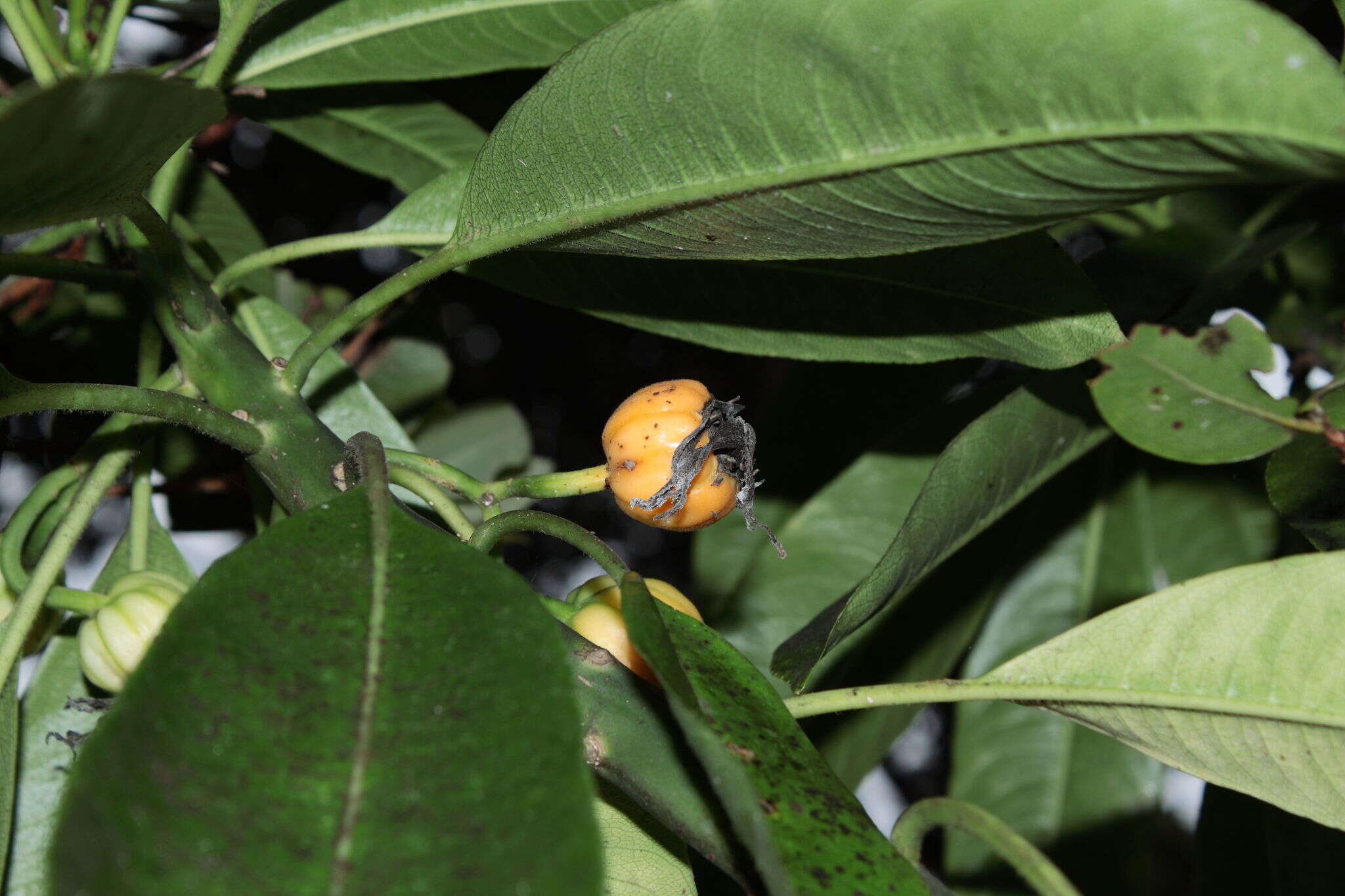 Слика од Clermontia clermontioides (Gaudich.) A. Heller