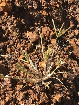 Image of finger millet