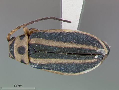 Image of <i>Triphabda neoscotiae</i> Blake