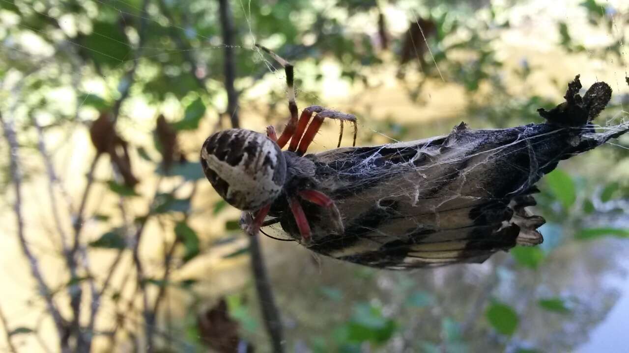 Image of Spotted Orbweaver