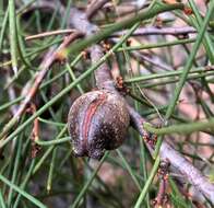 Image of Hakea vittata R. Br.