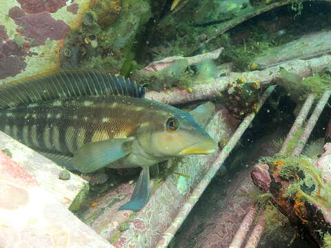 Image of Brazilian sandperch