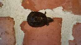 Image of Loggerhead Musk Turtle