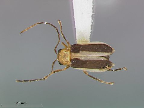 Image of <i>Trichobrotica nymphaea</i> ssp. <i>flavicollis</i> Blake
