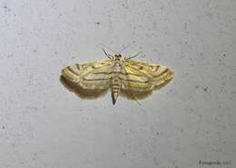 Image of Chestnut-marked Pondweed Moth