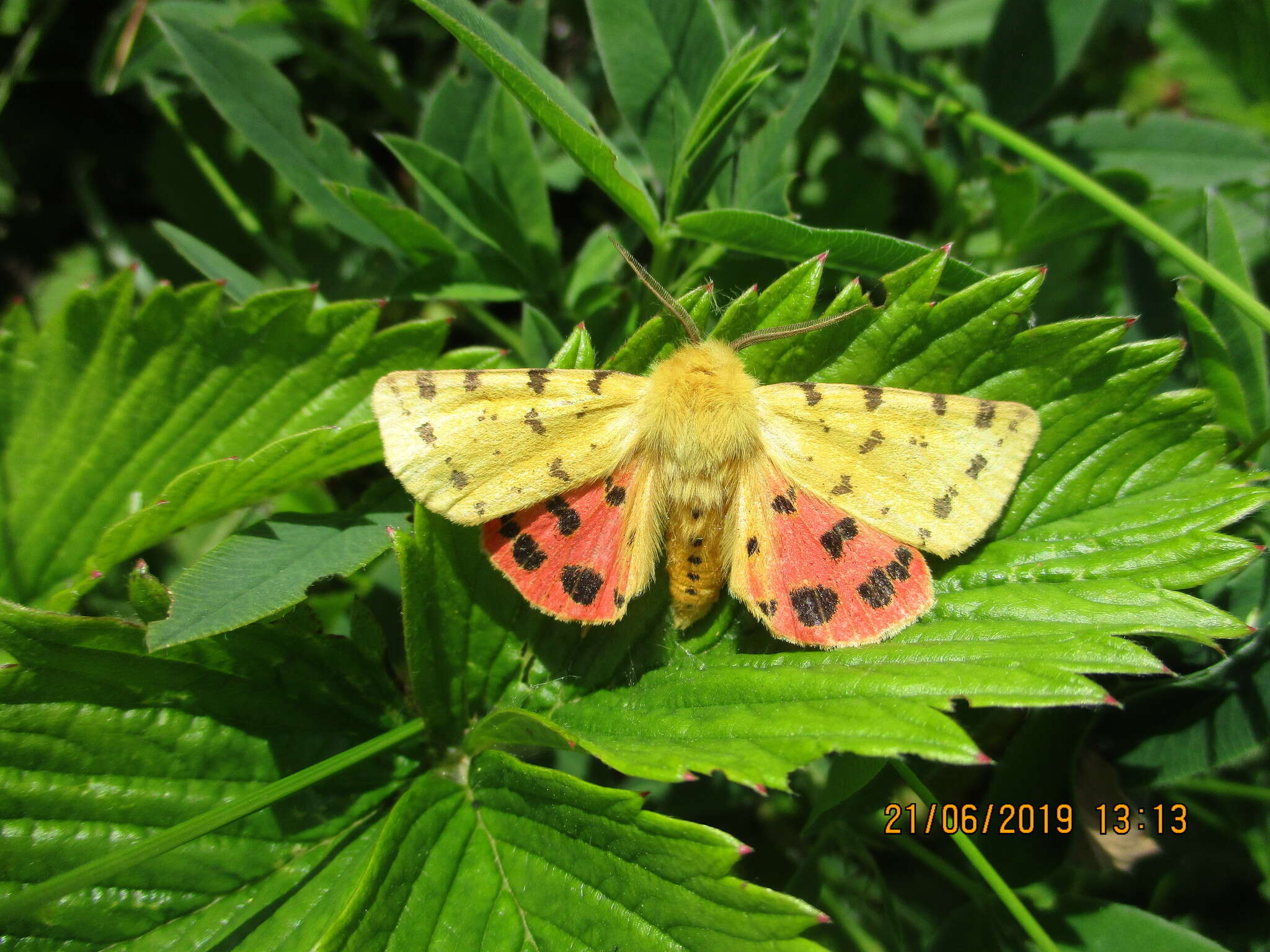 Image of Diacrisia purpurata (Linnaeus 1758)