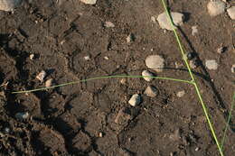 Image of Carex lithophila Turcz.