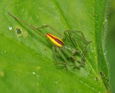 Image of Micrommata virescens (Clerck 1757)