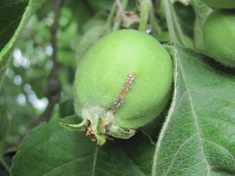 Image of European apple sawfly