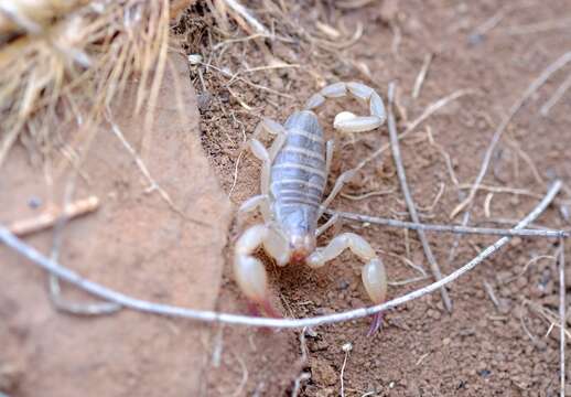 Urodacus elongatus L. E. Koch 1977 resmi