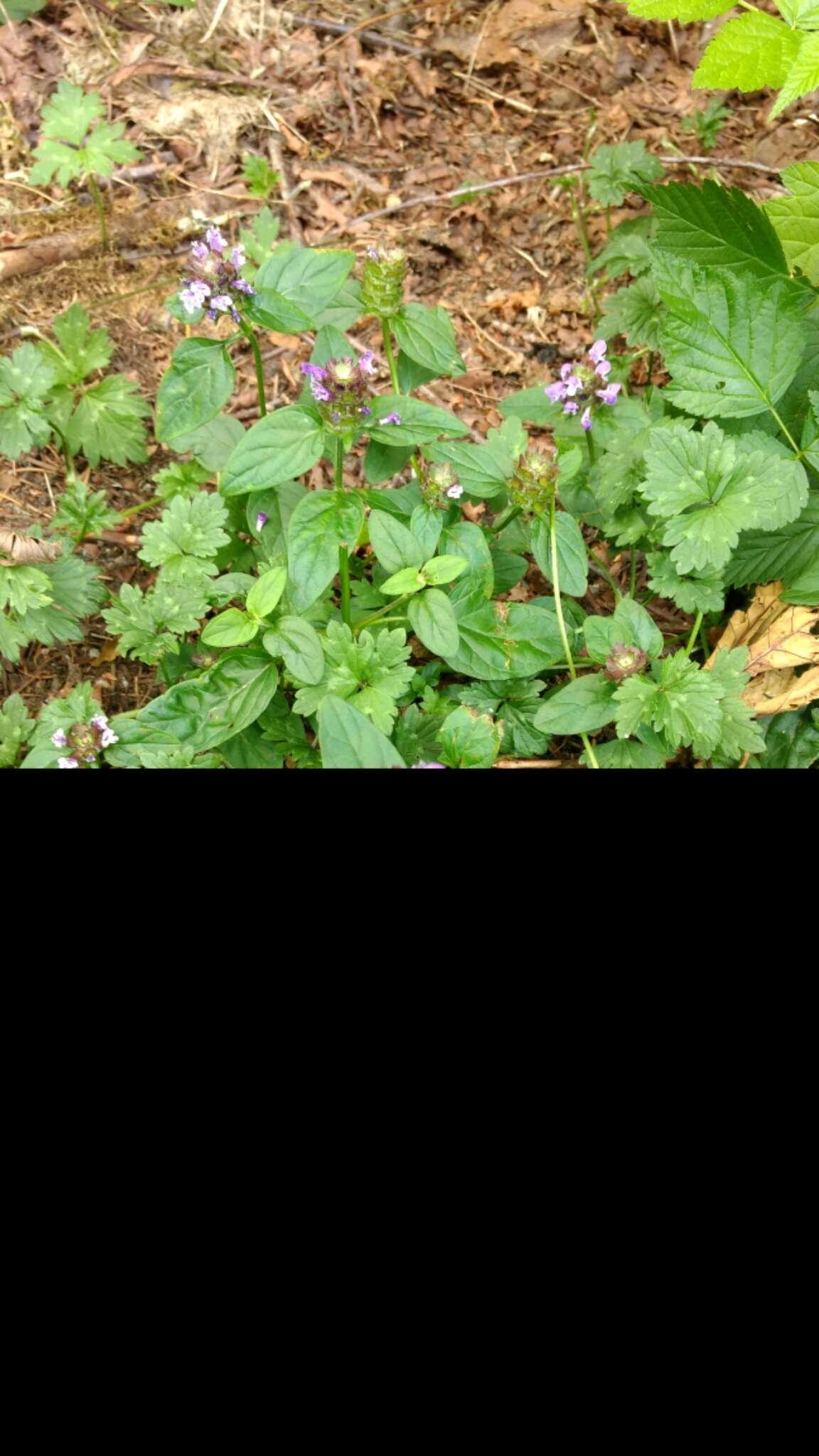 Prunella vulgaris subsp. vulgaris resmi