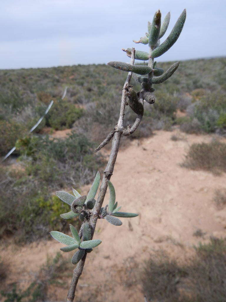 Image of Crassula ammophila Tölken