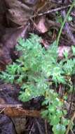 Image of variableleaf collomia