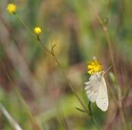 Coenonympha california Westwood (1851) resmi