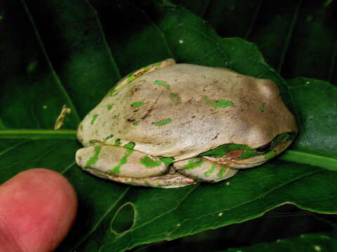 Leptopelis natalensis (Smith 1849)的圖片