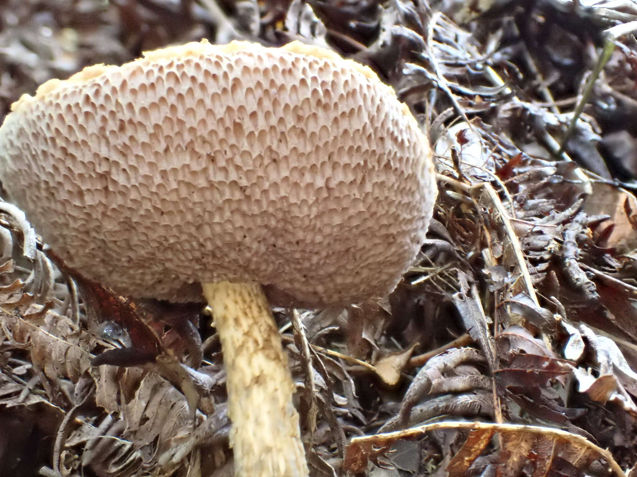 Image of Austroboletus subvirens (Hongo) Wolfe 1980