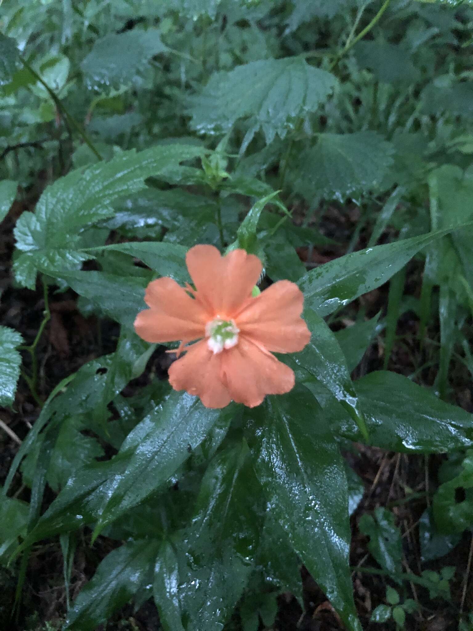 Image de Silene fulgens (Spreng.) E. H. L. Krause