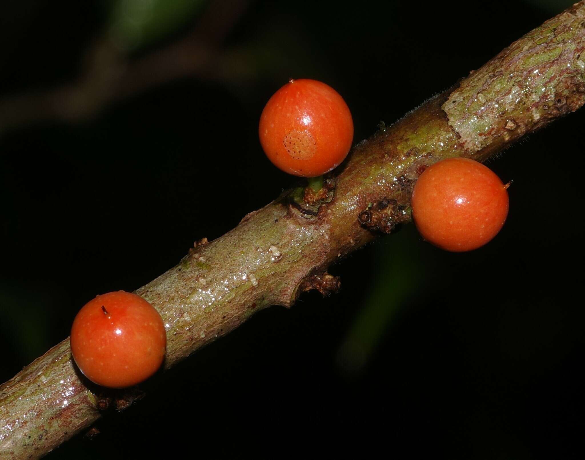 Image of Daphnopsis granitica Pruski & Barringer