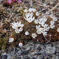 Image of Gorman's dwarf-primrose